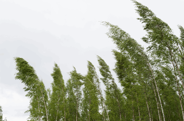 trees leaning in a storm