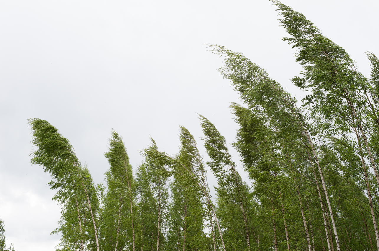 trees leaning in a storm