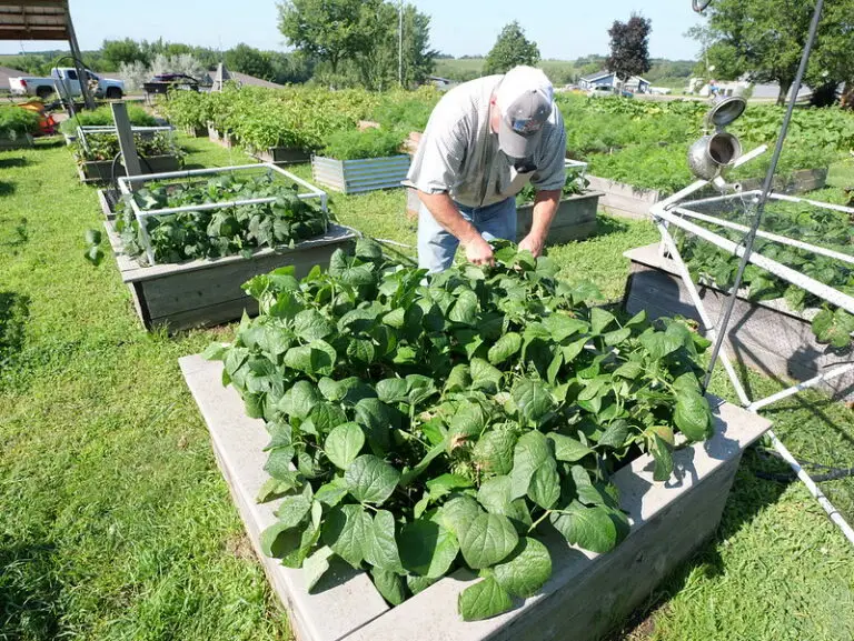 Man gardening at lake region health care's community garden